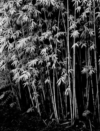 Bamboo, Golden Gate Park