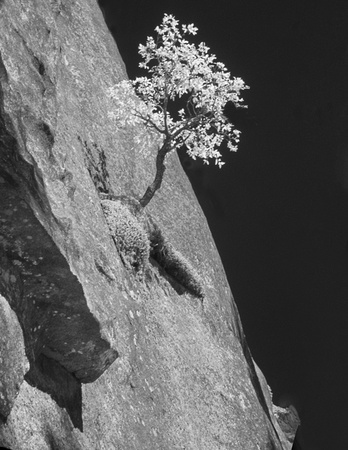 Small Live Oak on cliff near Yosemite Falls