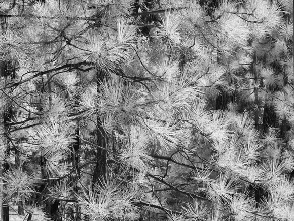 Pine needles somewere in Yosemite