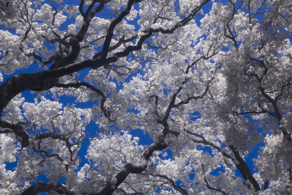 Filoli, sky through oak branches -- IR with color