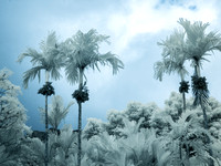 Oahu Palms -- IR with color