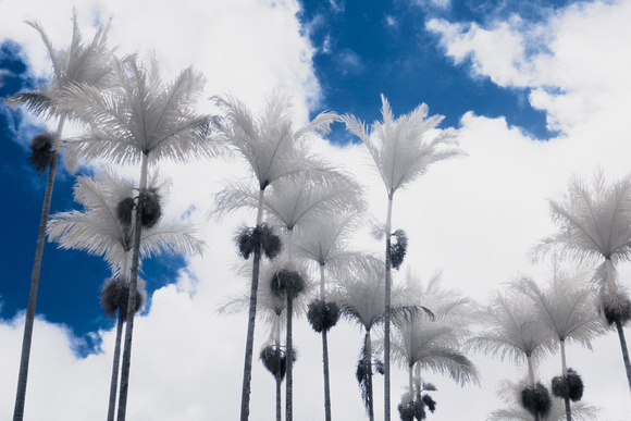 Kauai-more palms against sky-IR with color