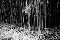 Bamboo at Monet's Garden in Giverny