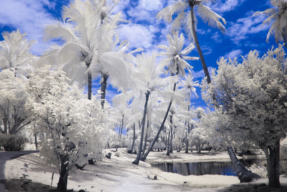 Oahu-palms against sky-IR with color